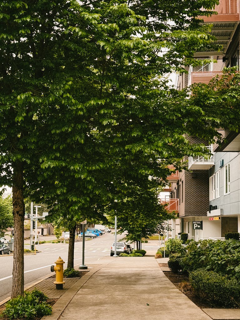 Free stock photo of nature